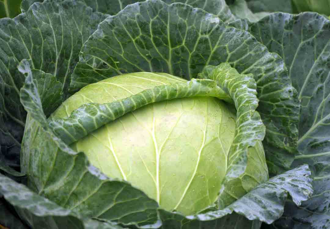 cabbage-isara-somboon